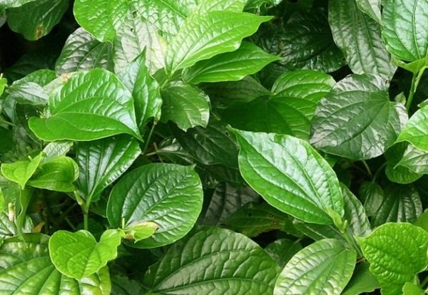 trị viêm mũi