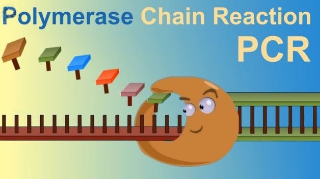 giá xét nghiệm pcr