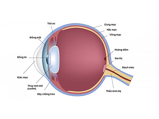 Thuỷ tinh thể là một bộ phận của mắt người, có cấu tạo và vai trò y như một thấu kính trong suốt.