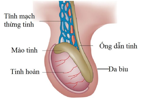 Giãn tĩnh mạch thừng tinh hay còn gọi giãn tĩnh mạch tinh hoàn là tình trạng đám rối tĩnh mạch sinh tinh và tĩnh mạch thừng tinh bị giãn rộng.