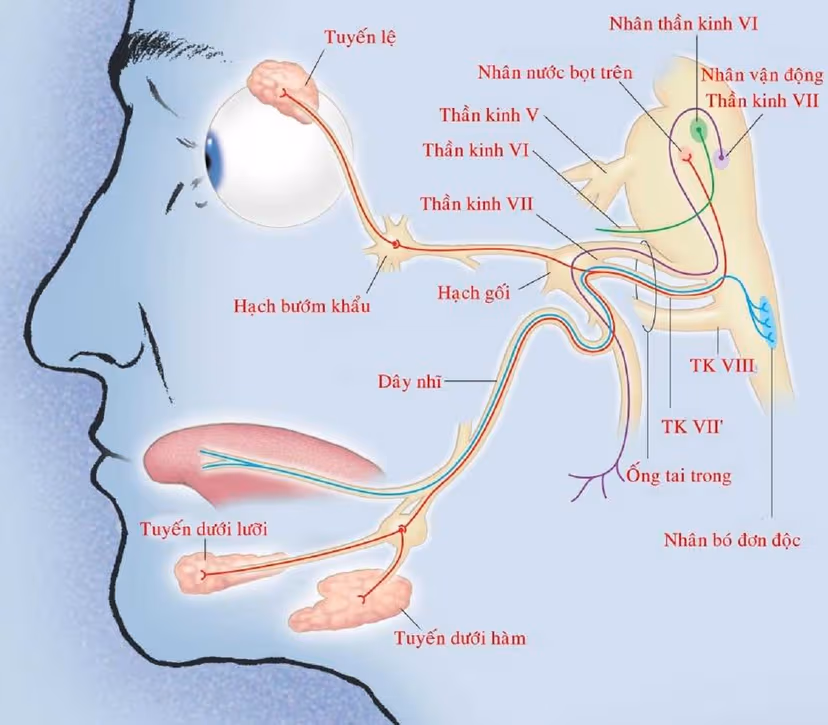 Bệnh lý điển hình của 12 dây thần kinh sọ não