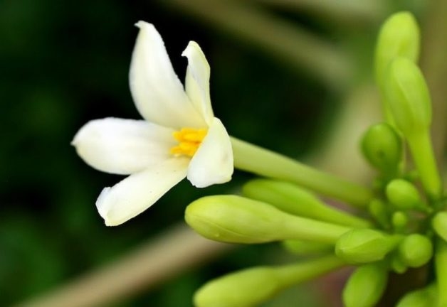 Hoa đu đủ đực chữa viêm phế quản