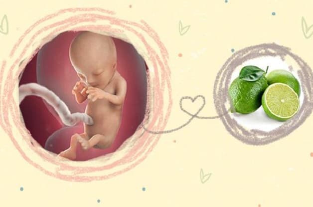12 tuần thai nhi có kích thước bằng một quả chanh nhỏ