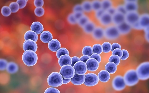 Streptococcal là vi khuẩn gây viêm Amidan phổ biến nhất