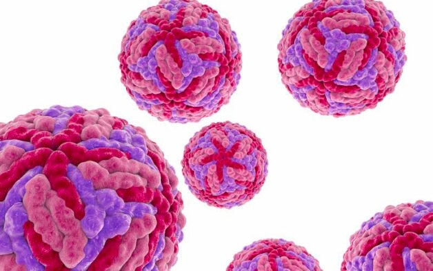 Virus JEV gây viêm não Nhật Bản