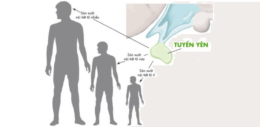 Cách kích thích tuyến yên để tăng trưởng chiều cao