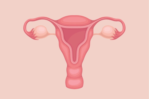 Là một bộ phận của tử cung, cổ tử cung nằm liền kề âm đạo.