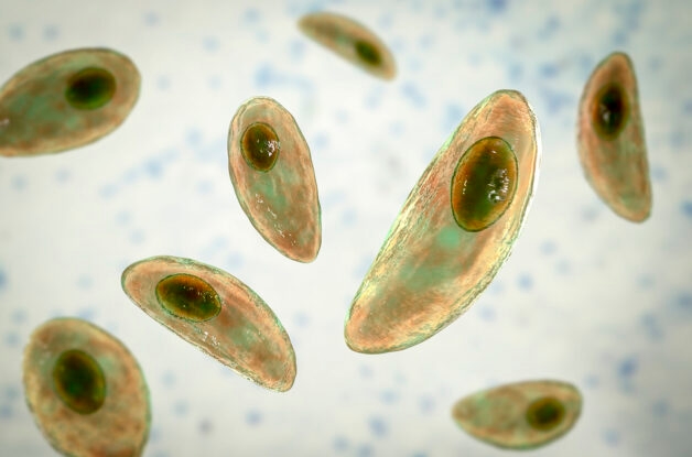 Ký sinh trùng Toxoplasma Gondii gây viêm màng bồ đào