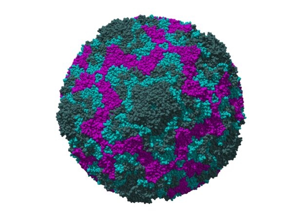 Virus họ Enterovirus là nguyên nhân phát sinh bệnh truyền nhiễm cấp tính tay chân miệng.