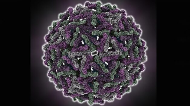 Hình ảnh virus gây bệnh sốt xuất huyết