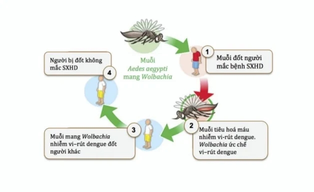 Quá trình lây truyền của virus sốt xuất huyết