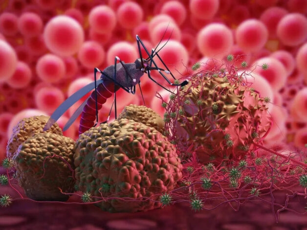 Virus Dengue lại có tới 4 tuýp là DEN-1, DEN-2, DEN-3, DEN-4.