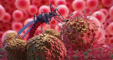Hiểu về tác nhân gây ra bệnh sốt xuất huyết