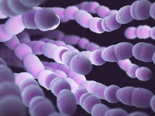 Vi khuẩn Streptococcus pneumoniae gây viêm phế quản.