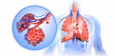 Làm gì để hệ hô hấp của bạn luôn khỏe mạnh?