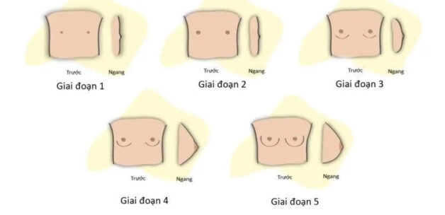 Tuyến vú phát triển như thế nào là bình thường