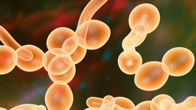 Nguyên nhân phát sinh nấm miệng là nấm Candida albicans.