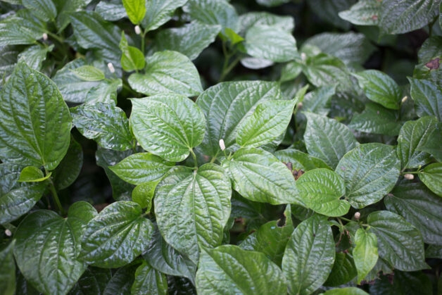 Chữa viêm chân răng bằng lá lốt có hiệu quả không?