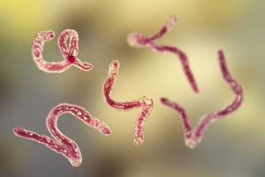 Thực hư tin đồn mùi hôi miệng bắt nguồn từ ký sinh trùng