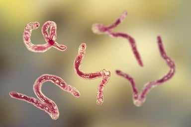 Thực hư tin đồn mùi hôi miệng bắt nguồn từ ký sinh trùng