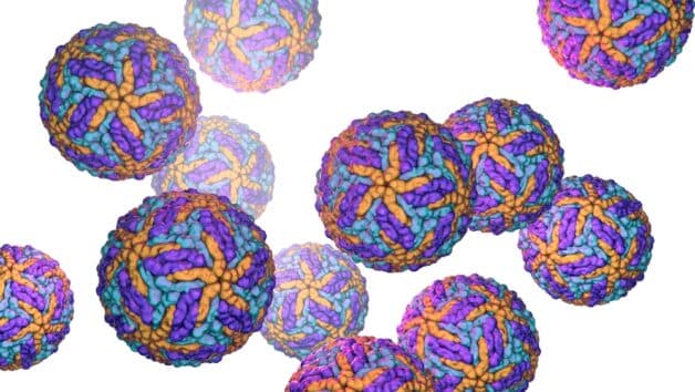 Viêm não Nhật Bản phát sinh do virus viêm não Nhật Bản (JEV)