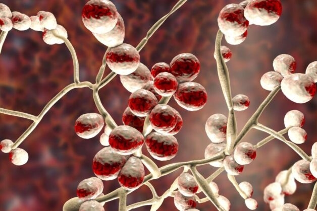 Viêm đường hô hấp trên ở trẻ nhỏ cũng có thể phát sinh do nấm, thường là Candida