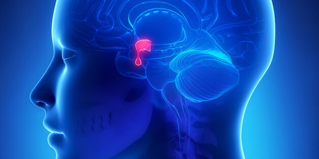 Nếu tuyến yên sản sinh ra quá ít hormone sẽ gây suy tuyến yên