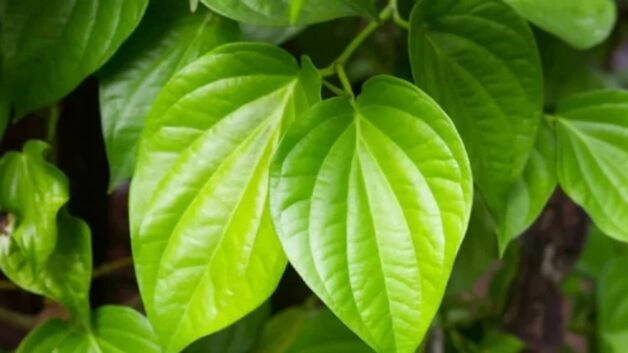 Trầu không là loại lá rất phổ biến - cách chữa bệnh trĩ tại nhà bằng lá trầu không