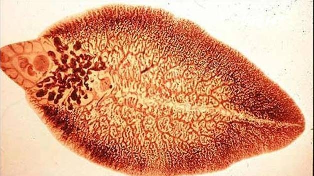 Nguồn lây nhiễm sán lá gan