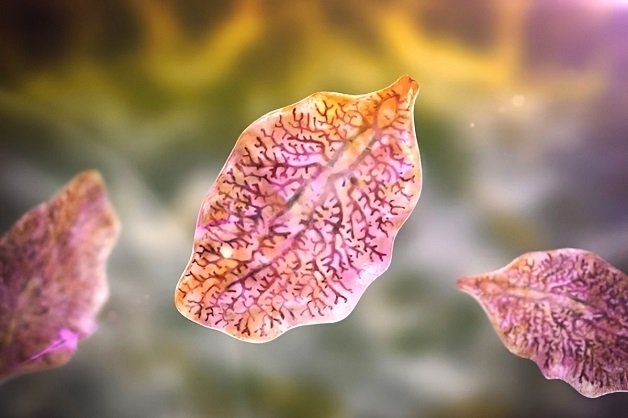 Đặc điểm của kí sinh trùng sán lá gan