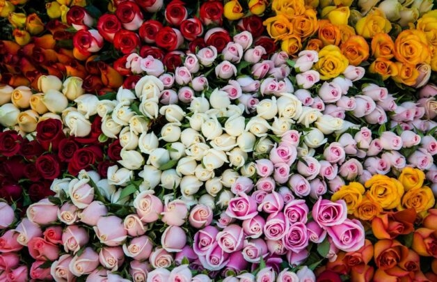 Phấn hoa là một dị nguyên gây viêm phế quản.