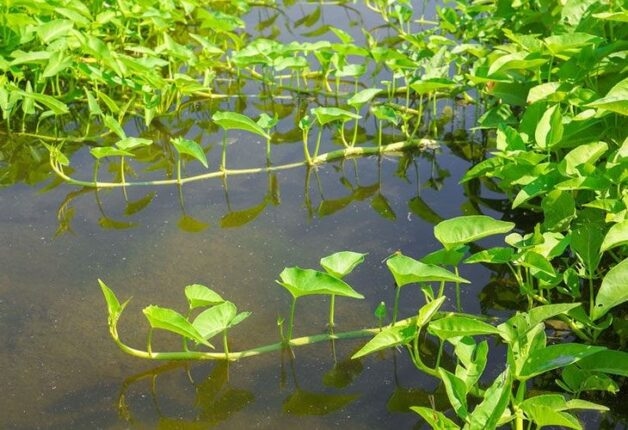 Nguyên nhân và triệu chứng của bệnh sán lá gan lớn