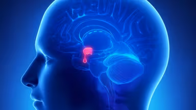 Giải đáp: Tuyến yên sản sinh ra các hormone môn nào?