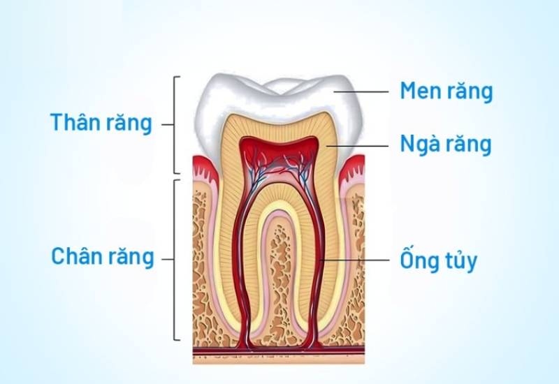 quy trình điều trị tủy răng của Bộ Y tế có đúng không
