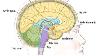 Giải đáp về giá chụp MRI sọ não và các yếu tố ảnh hưởng