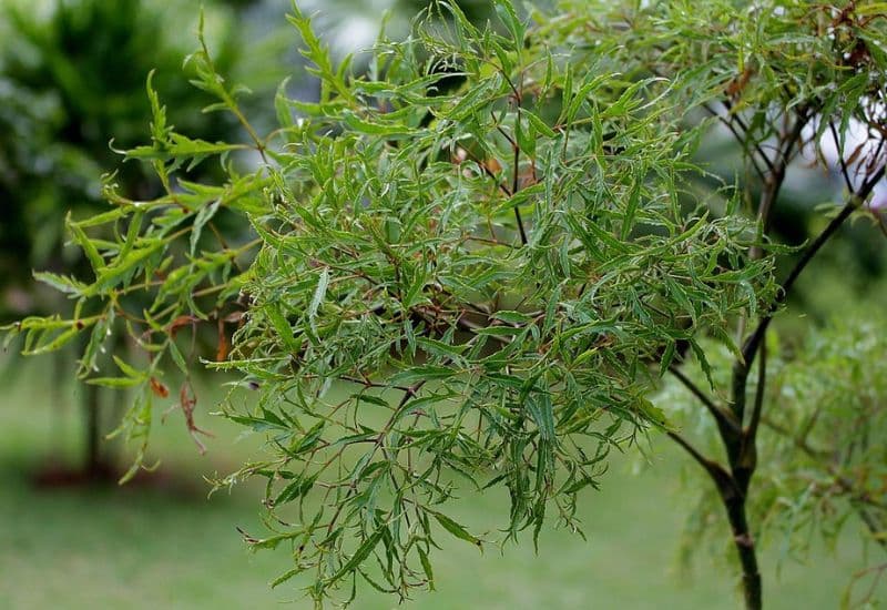 Đinh lăng (Polyscias fruticosa) là một cây thuốc quý trong y học cổ truyền Việt Nam.