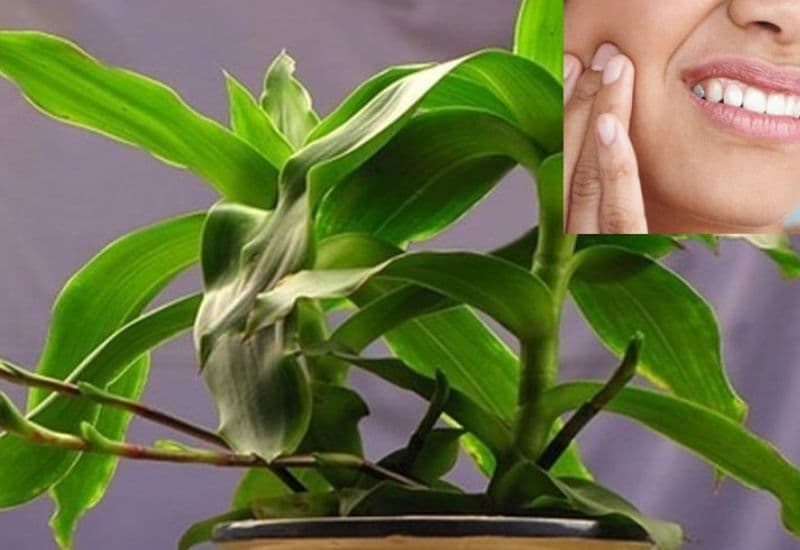 Cây lược vàng chứa hoạt chất kháng viêm giúp điều trị nhức răng hiệu quả tại nhà