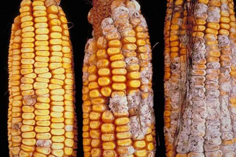 Việc tiêu thụ thực phẩm chứa aflatoxin trong thời gian dài có thể gây tổn thương DNA tế bào gan
