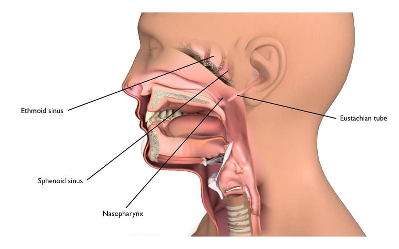 Ở giai đoạn đầu, khi khối u còn giới hạn tại vùng vòm họng và chưa lan rộng, khả năng đáp ứng với điều trị rất tốt, nhờ đó tỷ lệ sống sau 5 năm có thể lên đến 70 - 90%
