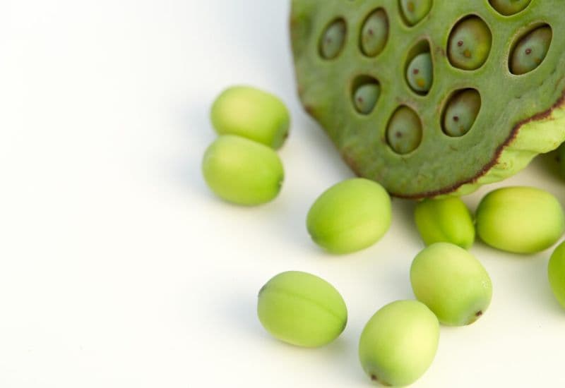 Hạt sen chứa carbohydrate, một lượng không nhỏ protein thực vật, chất xơ và các vi chất như kali, magie, phốt pho, vitamin nhóm B.