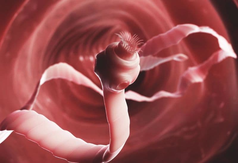 ung thư tuyến giáp có ăn được thịt chó không - Thịt chó dễ nhiễm dại, sán dây nếu nguồn gốc không rõ ràng, đặc biệt nguy hiểm với người bệnh suy giảm miễn dịch.