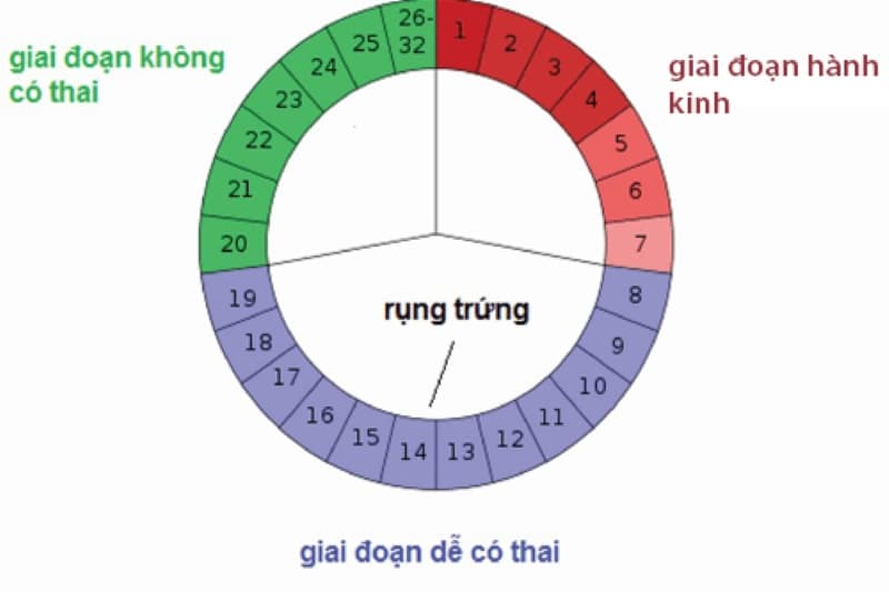 Chu kỳ dễ đậu thai: Cần tìm hiểu kĩ để thụ thai thành công