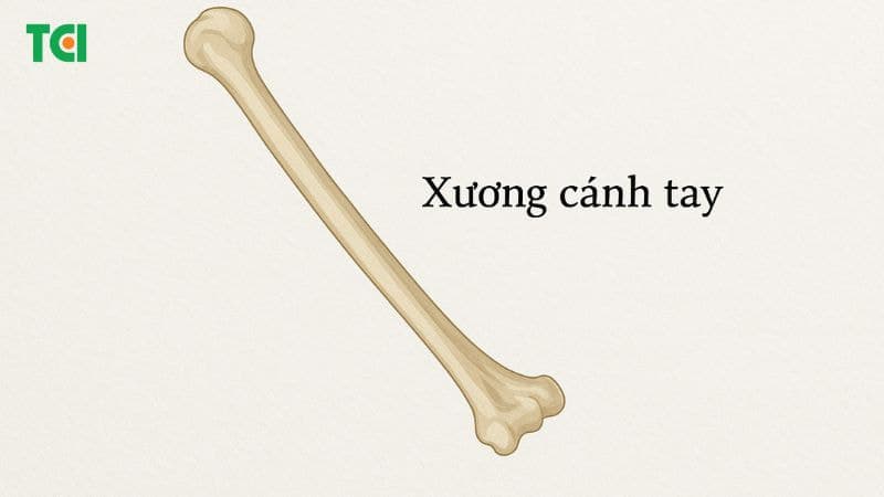Cấu tạo xương cánh tay