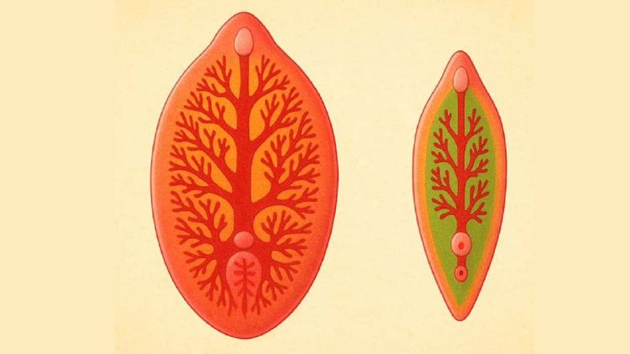 Điều trị sán lá gan