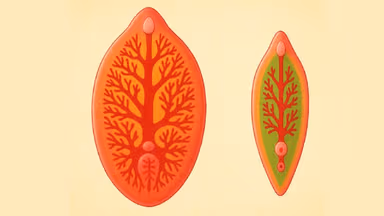 Chi tiết điều trị sán lá gan và biện pháp phòng ngừa hiệu quả