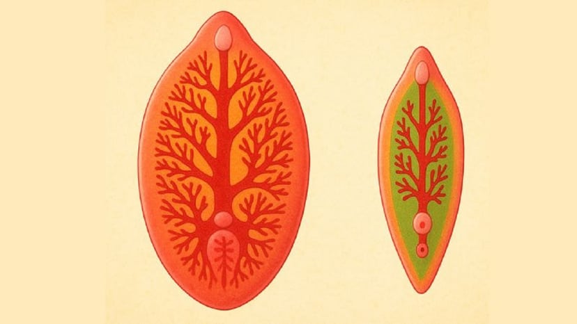 Chi tiết điều trị sán lá gan và biện pháp phòng ngừa hiệu quả