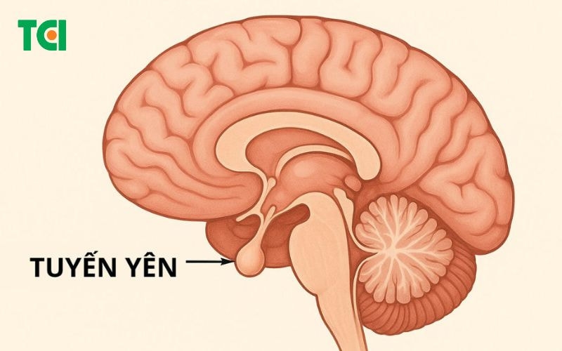 Suy tuyến yên là gì?