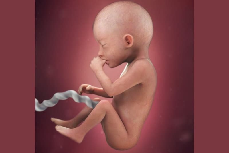 dinh dưỡng cho bà bầu 3 tháng giữa - thai nhi trong giai đoạn này có nhiều thay đổi