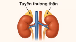 Triệu chứng và dấu hiệu suy chức năng tuyến thượng thận