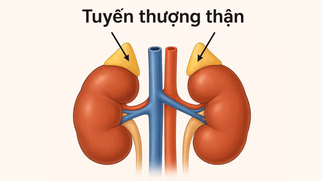 Triệu chứng và dấu hiệu suy chức năng tuyến thượng thận